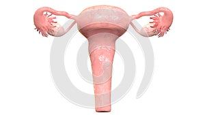 Female Reproductive System Anatomy Anterior view