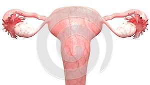 Female Reproductive System Anatomy Posterior view