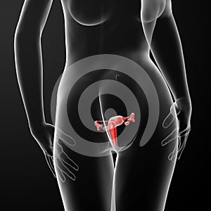 Female Reproductive System