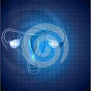Female reproductive system background photo