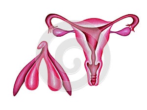 Female reproductive system and clitoris.