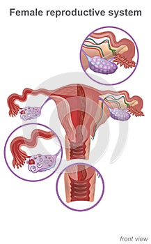 The female reproductive system contains two main parts: the uterus, which hosts the developing fetus, produces vaginal and photo