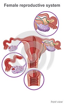 The female reproductive system contains two main parts: the uterus, which hosts the developing fetus, produces vaginal and