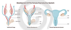 Female reproductive system development. Embryonic growth and sexual