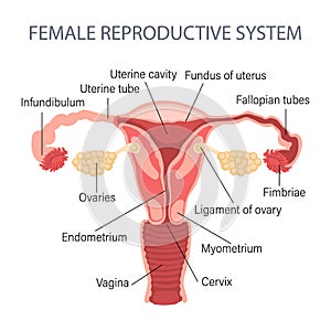 Female reproductive system. Diagram of a healthy uterus. Genicology. Medical concept. Infographic banner.