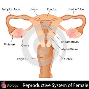 Female Reproductive System
