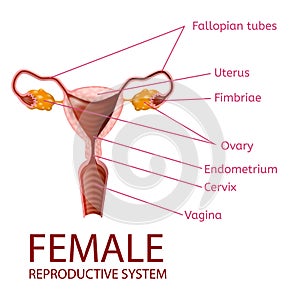 Female Reproductive System Gynecological Banner