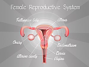 Female reproductive system photo