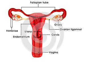 Una donna riproduttivo sistema 