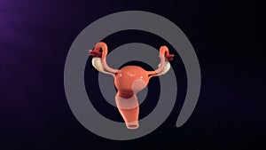 Female reproductive system photo