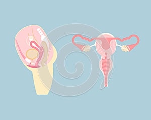 Una mujer reproductivo sistema interno autoridades cuerpo nervioso sistema 