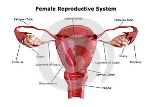 Female reproductive system. Internal view of the uterus with cross section