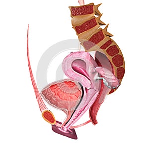 Female reproductive system intersection