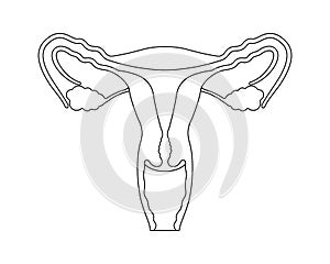 Female reproductive system in line style. Anatomically correct female reproductive organs. Medical educational content