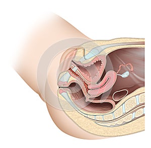 The female reproductive system is made up of internal organs and external structures