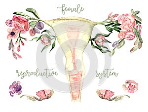 Female reproductive system scheme painted in watercolor on clean white background