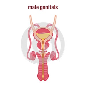 Female reproductive system. Sex organs. Vector illustration on white background