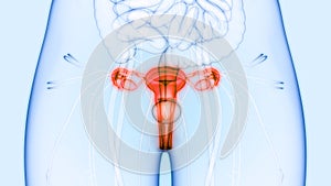 Female Reproductive System and Urinary System Kidneys with Bladder Anatomy