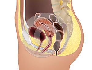 Female reproductive system or urogenital system anatomy. Genitourinary system. Medical illustration