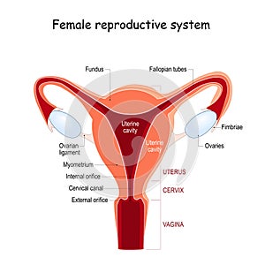 Female reproductive system. Uterus anatomy