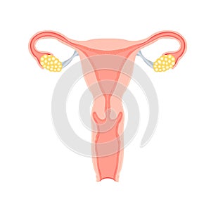Female reproductive system vector