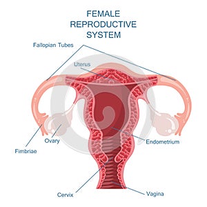 Female reproductive system vector illustration