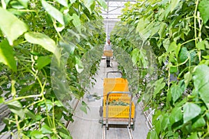 Female researcher carrying crate towards cart amidst green bean