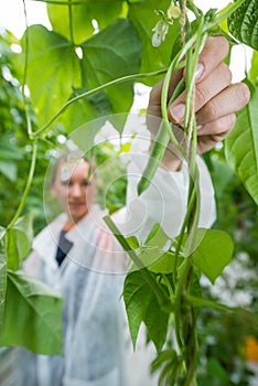 Female researcher picking fresh French beans in greenhouse