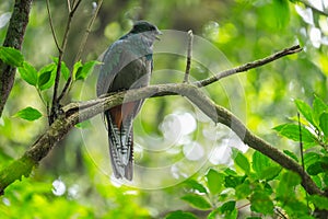 Female of resplendent quetzal