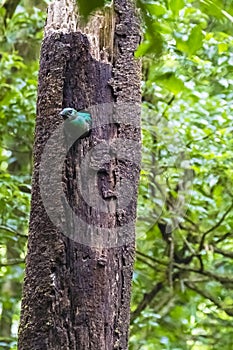 Female Resplendent Quetzal - Monteverde Cloud Forest Reserve photo