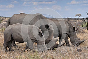 Female rhino with 2 calves in Kruger NP,South Africa