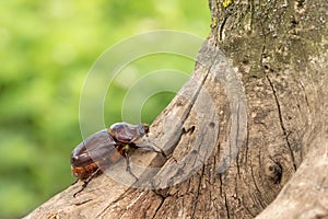 Female rhinoceros beetle crawling up the tree