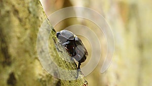 A female Rhinoceros beetle on the Griffith`s Ash tree