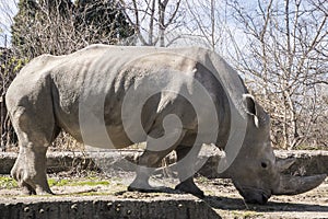 Female rhinoceros closeup