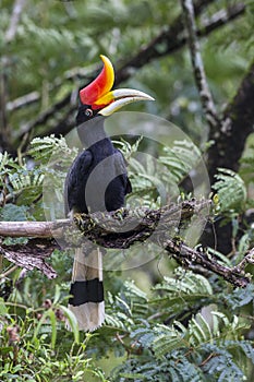 Female Rhinoceros Hornbill perch