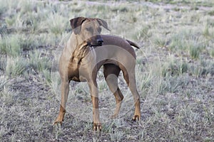 Female Rhodesian ridgeback Looking at her playmate