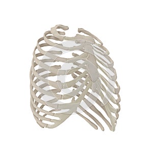 Female Ribcage Skeleton on white. 3D illustration