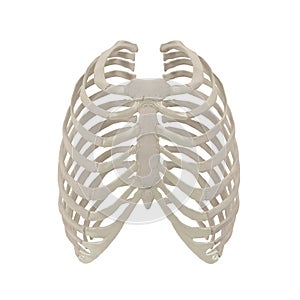 Female Ribcage Skeleton on white. Front view. 3D illustration