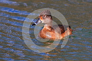 Female Ring-neck Duck I
