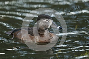 A female Ring-necked Duck, Aythya collaris, swimming on a pond at Slimbridge wetland wildlife reserve.