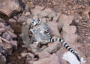 Female Ring Tailed Lemur with offspring