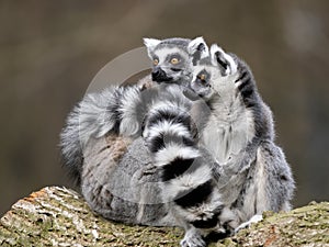 female Ring-tailed Lemurs, Lemur catta, sit on a log with striped tails