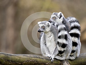 female Ring-tailed Lemurs, Lemur catta, sit on a trunk and look around