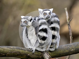 female Ring-tailed Lemurs, Lemur catta, sit on a trunk and look around