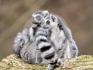 female Ring-tailed Lemurs, Lemur catta, sit on a trunk and look around