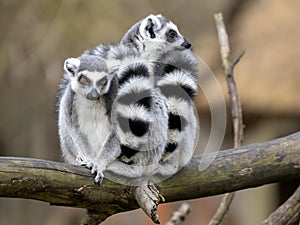 female Ring-tailed Lemurs, Lemur catta, sit on a trunk and look around