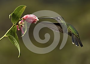 Female Rivoli`s or Magnivicent Hummingbird Eugenes fulgens, Costa Rica