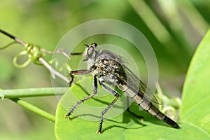 Female robber fly hunting from a greenbrier