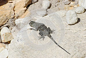 Female rock agama lizard (Agama atra)