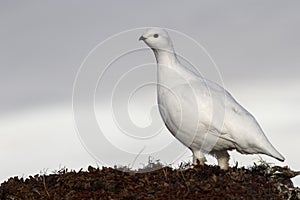 Female Rock ptarmigan in spring day tundra